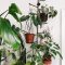Beautiful Plant Decors For Your House 10