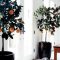 Beautiful Plant Decors For Your House 11