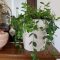 Beautiful Plant Decors For Your House 12