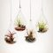 Beautiful Plant Decors For Your House 22
