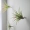 Beautiful Plant Decors For Your House 24
