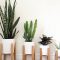 Beautiful Plant Decors For Your House 27