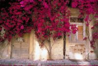 Beautiful Facades With Vines And Climbers 11
