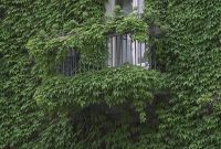 Beautiful Facades With Vines And Climbers 19