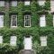 Beautiful Facades With Vines And Climbers 20