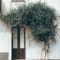 Beautiful Facades With Vines And Climbers 21