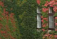 Beautiful Facades With Vines And Climbers 26