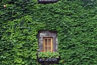 Beautiful Facades With Vines And Climbers 43