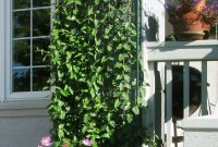 Beautiful Facades With Vines And Climbers 46