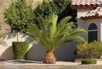 Cute Palm Gardening Ideas For Front Yard 05