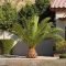 Cute Palm Gardening Ideas For Front Yard 05