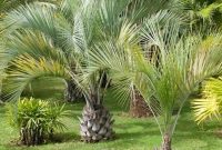 Cute Palm Gardening Ideas For Front Yard 06