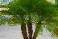 Cute Palm Gardening Ideas For Front Yard 10