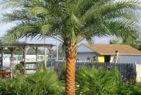 Cute Palm Gardening Ideas For Front Yard 12