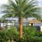 Cute Palm Gardening Ideas For Front Yard 12