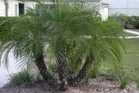 Cute Palm Gardening Ideas For Front Yard 22