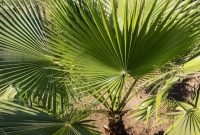 Cute Palm Gardening Ideas For Front Yard 23