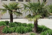 Cute Palm Gardening Ideas For Front Yard 37
