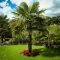 Cute Palm Gardening Ideas For Front Yard 39