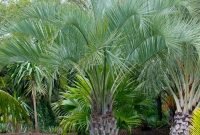 Cute Palm Gardening Ideas For Front Yard 40