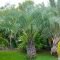Cute Palm Gardening Ideas For Front Yard 40