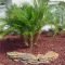 Cute Palm Gardening Ideas For Front Yard 41
