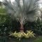 Cute Palm Gardening Ideas For Front Yard 44