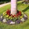 Cute Palm Gardening Ideas For Front Yard 47
