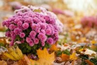 Incredible Autumn Decorating Ideas For Backyard 34