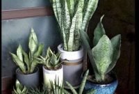 Magnificient Indoor Decorative Ideas With Plants 08