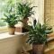 Magnificient Indoor Decorative Ideas With Plants 18