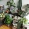 Magnificient Indoor Decorative Ideas With Plants 32