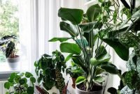 Magnificient Indoor Decorative Ideas With Plants 34