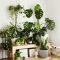 Magnificient Indoor Decorative Ideas With Plants 38