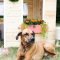 Comfy Diy Backyard Projects Ideas For Your Pets 07