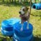 Comfy Diy Backyard Projects Ideas For Your Pets 17