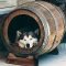 Comfy Diy Backyard Projects Ideas For Your Pets 27