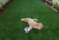Comfy Diy Backyard Projects Ideas For Your Pets 40