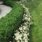 Newest Front Yard Landscaping Design Ideas To Try Now 44