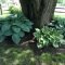 Adorable Flower Beds Ideas Around Trees To Beautify Your Yard 34