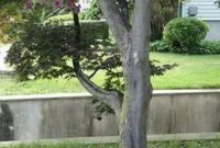 Adorable Flower Beds Ideas Around Trees To Beautify Your Yard 50