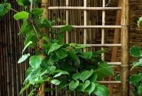 Dreamy Bamboo Fence Ideas For Small Houses To Try 48