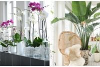 Rustic Houseplants Design Ideas That Are Safe For Animals 09
