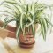 Rustic Houseplants Design Ideas That Are Safe For Animals 10