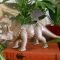 Rustic Houseplants Design Ideas That Are Safe For Animals 28
