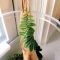 Rustic Houseplants Design Ideas That Are Safe For Animals 38