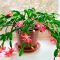 Rustic Houseplants Design Ideas That Are Safe For Animals 41