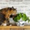 Rustic Houseplants Design Ideas That Are Safe For Animals 46