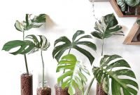 Rustic Houseplants Design Ideas That Are Safe For Animals 47