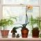 Lovely Window Design Ideas With Plants That Make Your Home Cozy 16